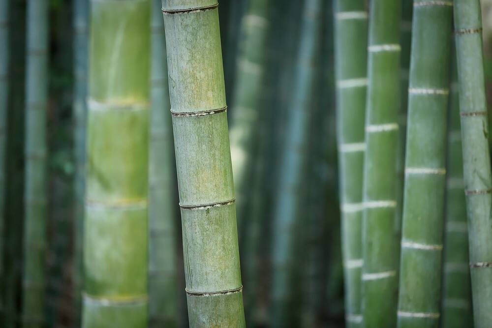 Bambustherapie (Bamboo Massage)