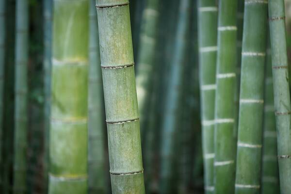 Bambustherapie (Bamboo Massage)